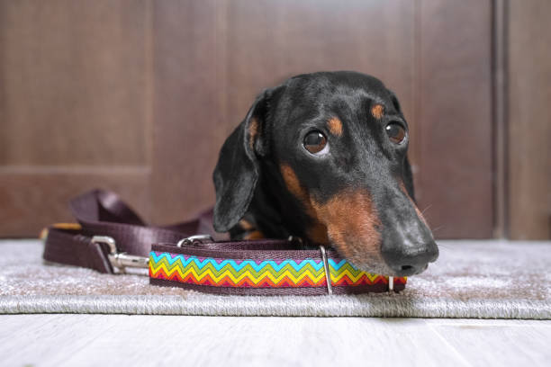 cute black and tan dachshund with pitiful look above the bright colorful collar. waiting for walk. indoors, copy space. - dachshund dog sadness sitting imagens e fotografias de stock