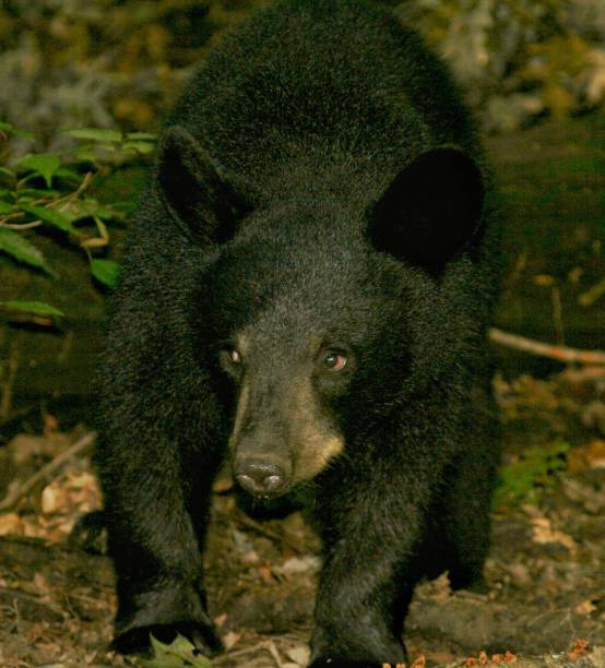 istock Smokey the Bear's little brother 1196521703