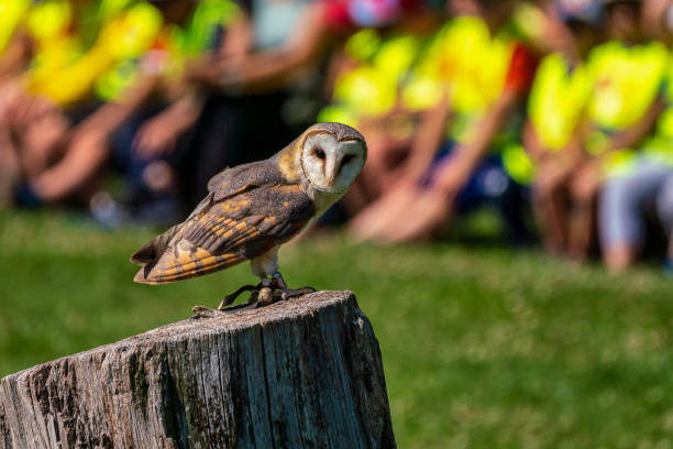 sowa zachodnia, tyto alba w parku przyrody - owl endangered species barn night zdjęcia i obrazy z banku zdjęć