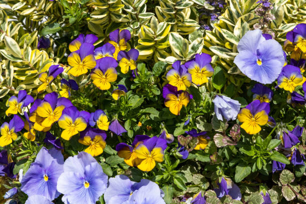 istock Plants in Botanic Garden 1196523830