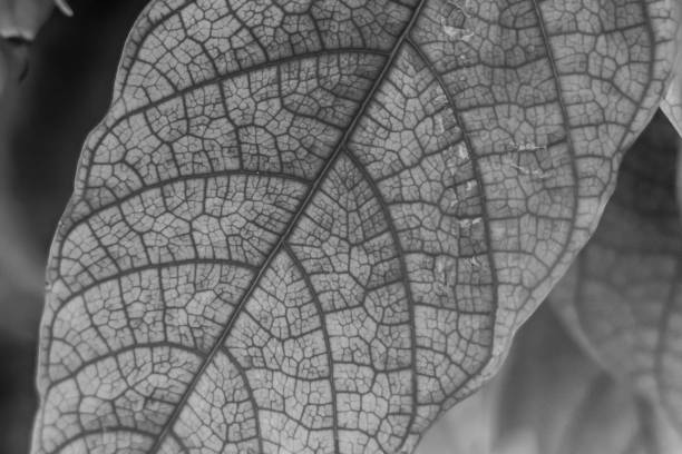 istock Plants in Botanic Garden 1196523838