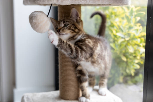 Bengal Kitten UK Taken in UK fur protest stock pictures, royalty-free photos & images