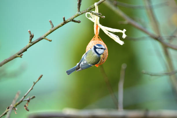 istock Eurasian blue tit hanging on a seed ball hung on a tree branch 1196524495