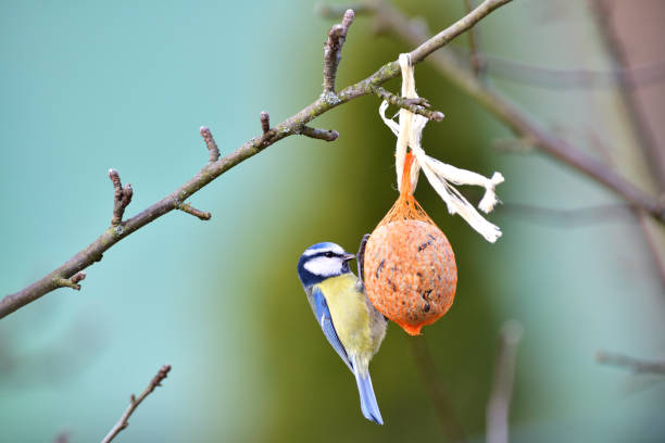istock Eurasian blue tit hanging on a seed ball hung on a tree branch 1196524550