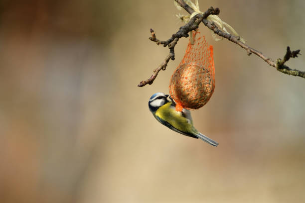 istock Eurasian blue tit hanging on a seed ball hung on a tree branch 1196524663