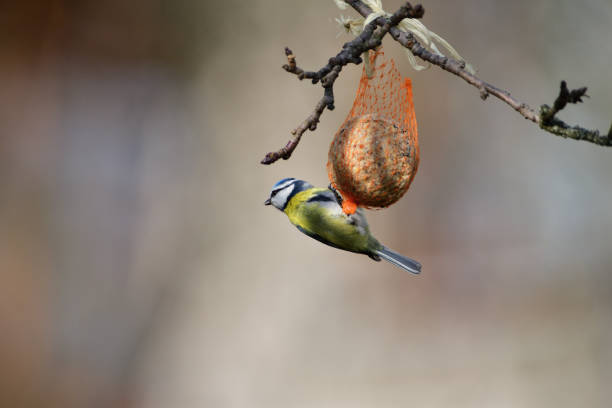 istock Eurasian blue tit hanging on a seed ball hung on a tree branch 1196524742