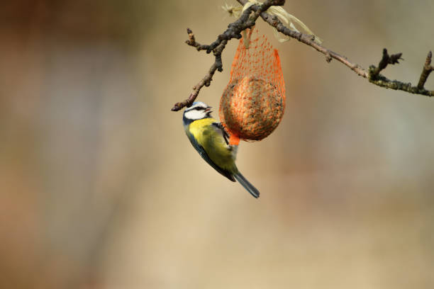 istock Eurasian blue tit hanging on a seed ball hung on a tree branch 1196524778