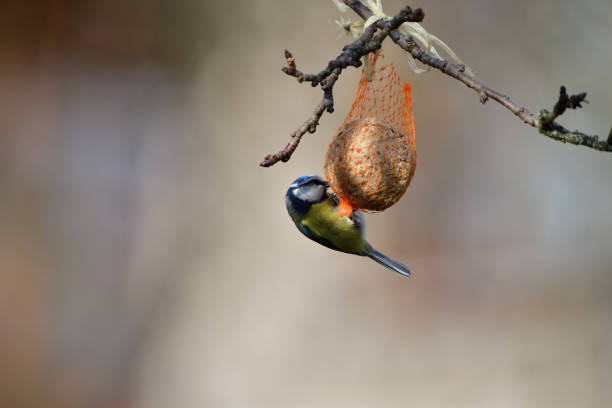istock Eurasian blue tit hanging on a seed ball hung on a tree branch 1196524798