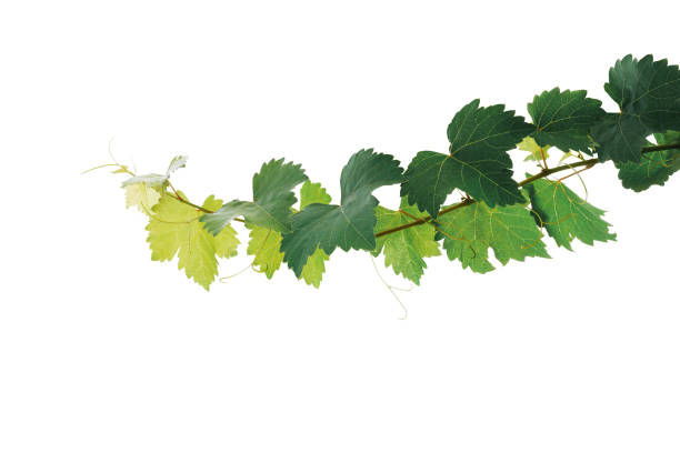 istock Grape leaves vine plant branch with tendrils isolated on white background, clipping path included. 1196526598