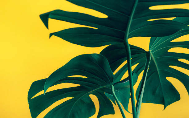 istock Selective focus of monstera leaves (leaf) on colorful for decorating composition design background 1196527604