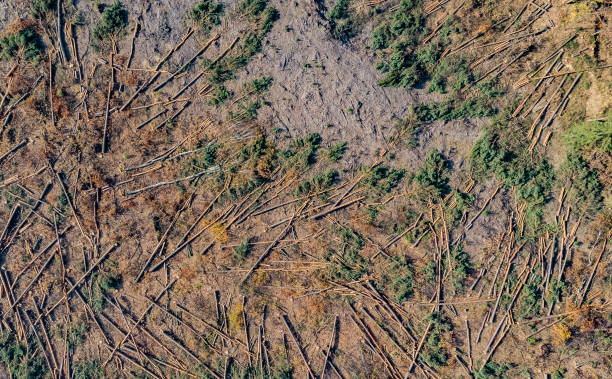 Destroyed forest Aerial view of deforestration, environmental destruction deforestation photos stock pictures, royalty-free photos & images