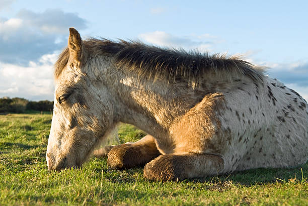Man is riding horse