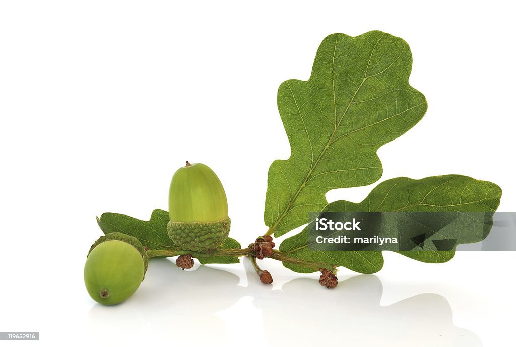 Acorn and Oak Leaf Sprig  Oak Leaf Stock Photo