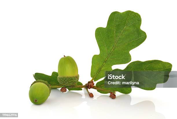 Acorn And Oak Leaf Sprig Stock Photo - Download Image Now - Oak Leaf, Acorn, White Background
