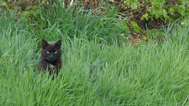 istock A black cat is sitting in the high green grass. 1196529568
