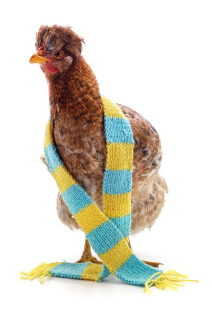 istock Chicken in a scarf. 1196530348
