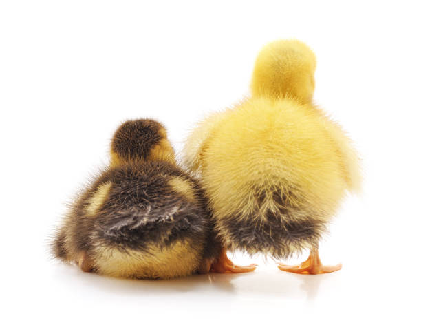 zwei der kleinen entenküken. - duckling spring small offspring stock-fotos und bilder