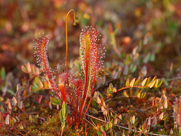 Fly caught by the tentacles of Oblong-leaved sundew (Drosera intermedia)