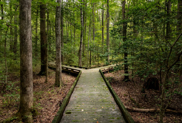 Fork in the road for major decision on wooden boardwalk in forest Concept of decision or choice using a wooden boardwalk in dense forest in Great Dismal Swamp boardwalk stock pictures, royalty-free photos & images