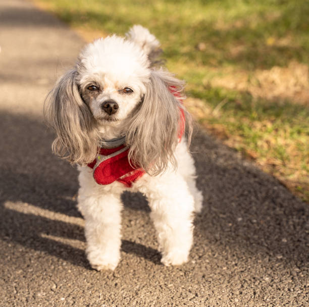 istock White poodle out for a walk 1196533615