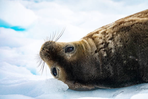 istock Weddell seal close up 1196535199