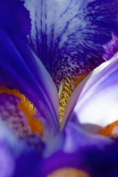 istock indigo blue iris flower large macro natural light 1196538498