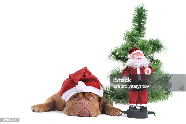 강아지 크리스마스 트리를 미만 강아지-어린 동물에 대한 스톡 사진 및 기타 이미지 - 강아지-어린 동물, 개, 개과