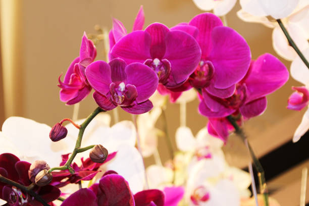 Bright burgundy orchid flowers Phalaenopsis in the shop 7, Cambodia