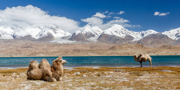 Panorama with two camels in front of Lake Karakul (Xinjiang Province, China). LAKE KARAKUL, XINJIANG / CHINA - October 3, 2017: Panorama with two camels in front of Lake Karakol. One sitting, the other one standing. In the background the snow-capped Pamir mountains. Wilderness. karakoram range stock pictures, royalty-free photos & images