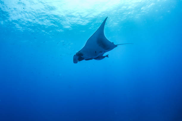 istock Manta Ray at Islas Revillagigedos, Mexico 1196544428