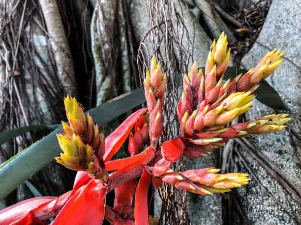 Photo of hot pink and yellow tropical island flower - Amazonian Zebra Plant