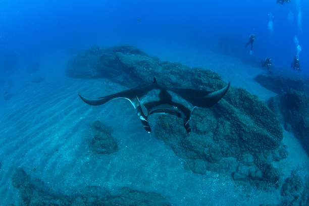 istock Manta Ray at Islas Revillagigedos, Mexico 1196544479