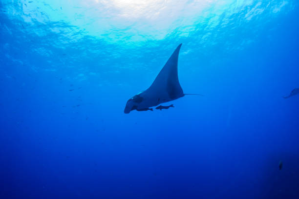 istock Manta Ray at Islas Revillagigedos, Mexico 1196544540