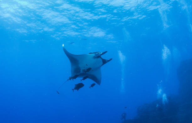 istock Manta Ray at Islas Revillagigedos, Mexico 1196544554