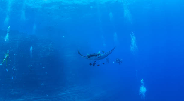 istock Manta Ray at Islas Revillagigedos, Mexico 1196544712