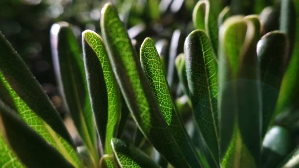 Plant leaf close up with street background