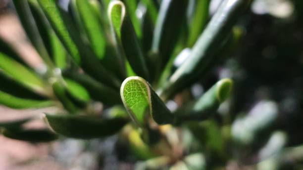 istock Plant leaf close up with street background 1196546632