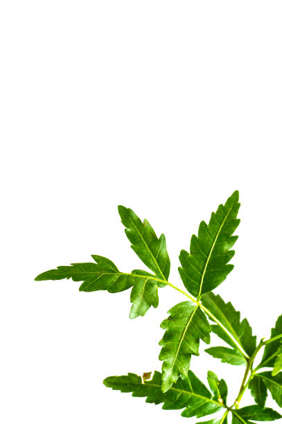 istock Medicinal neem leaf on white background. Azadirachta indica. 1196547943