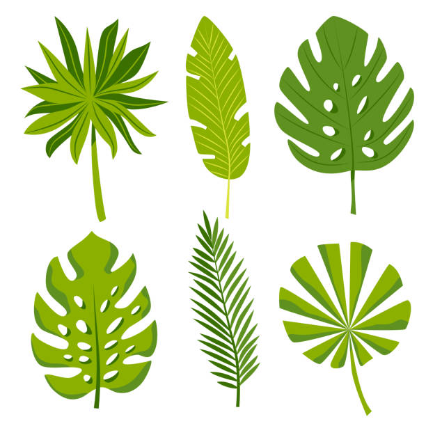 ilustrações, clipart, desenhos animados e ícones de imprimir - palmleaf