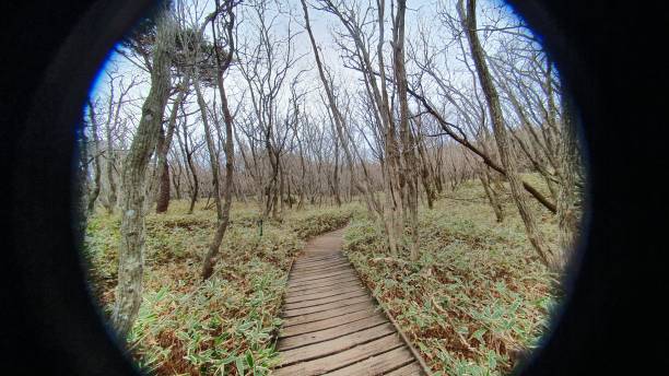 istock Close up view of the woods 1196547991
