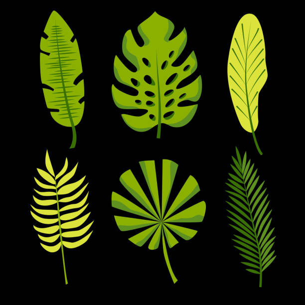 печать - palmleaf stock illustrations