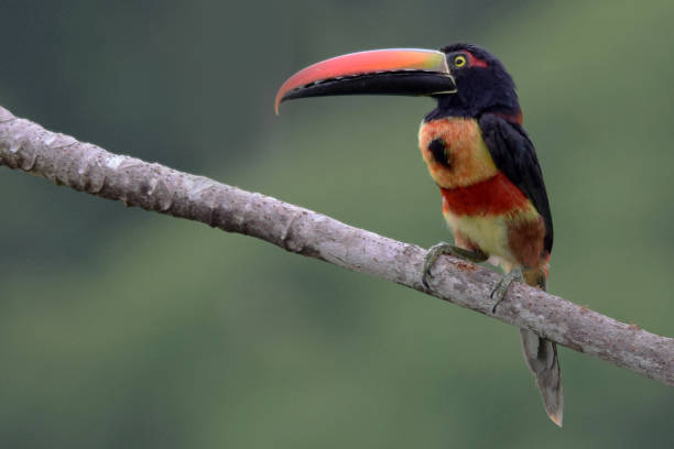 istock Fiery-Billed Aracari Toucan 1196548106