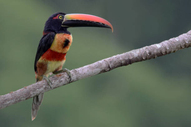 istock Fiery-Billed Aracari Toucan 1196548118