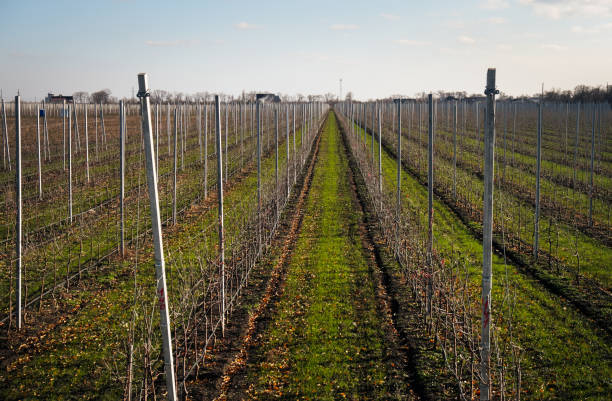 istock Bare vineyard in the autumn with empty rows of vines 1196548139