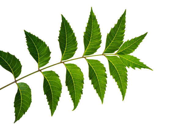 istock Medicinal neem leaf on white background. Azadirachta indica. 1196548793