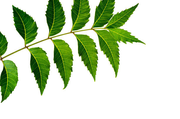 istock Medicinal neem leaf on white background. Azadirachta indica. 1196548814