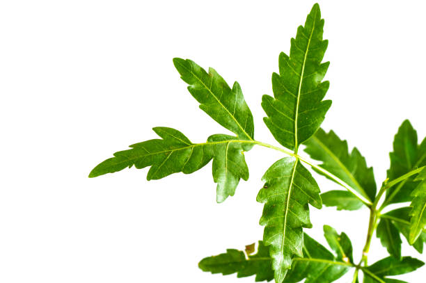 istock Medicinal neem leaf on white background. Azadirachta indica. 1196549049