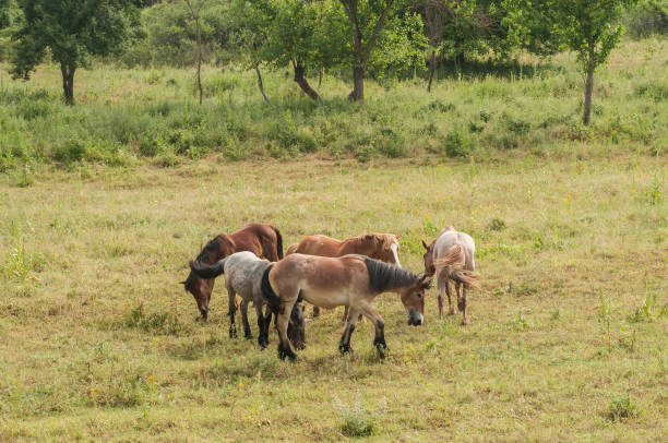 istock Horses grazing on meadow 1196549391