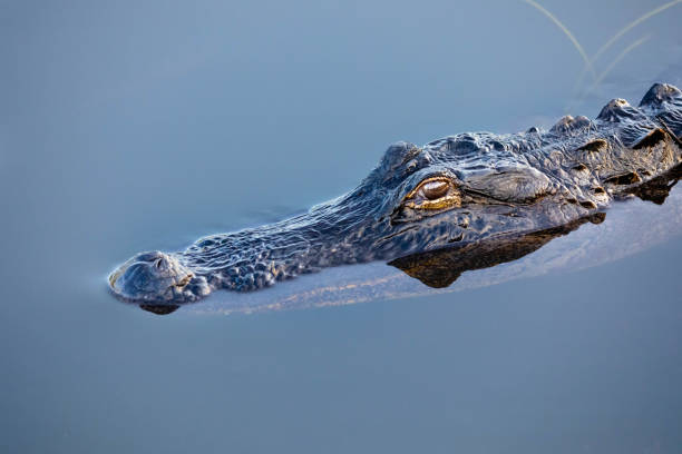 istock Alligator in the Florida Everglades 1196550359