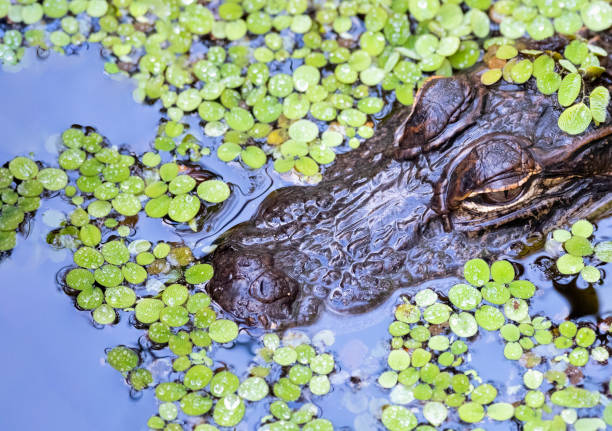 istock Alligator close-up in duckweed 1196550374
